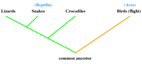 Brooklyn College Biol 1010    Biology: The Study Of Life - Labnotes