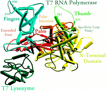 T7.Lysozyme.jpg (131997 bytes)