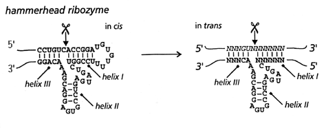 ribozyme structure and function