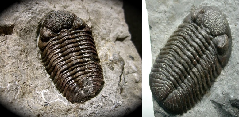 Up to 395 Million Years Old Genuine Cute Baby Trilobite Phacops Fossil Up to 1