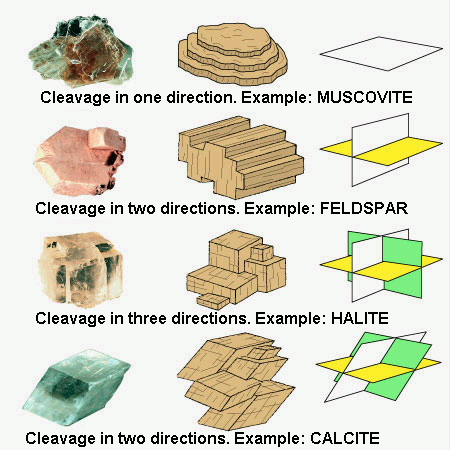 categories of cleavage