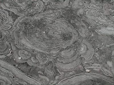 stromatolite1