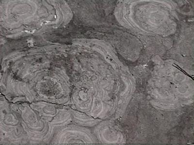 stromatolite5