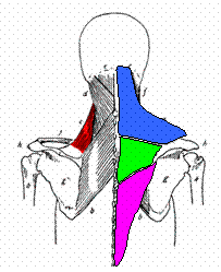 Pectoral Girdle Muscles