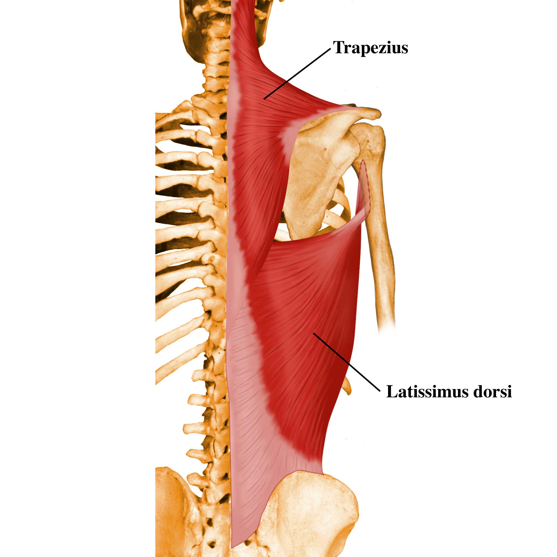 Pectoral Girdle Muscles