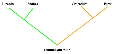 Brooklyn College BIOL 1010 // Biology: The Study of Life - LabNotes