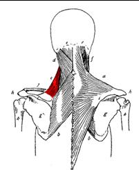 Scapulohumeral Rhythm